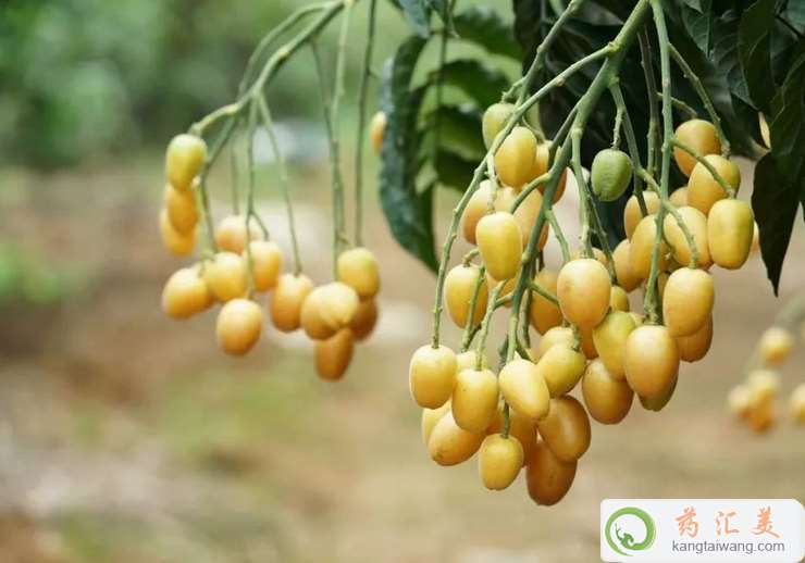 口臭可以吃黃皮果 口臭可以吃黃皮果