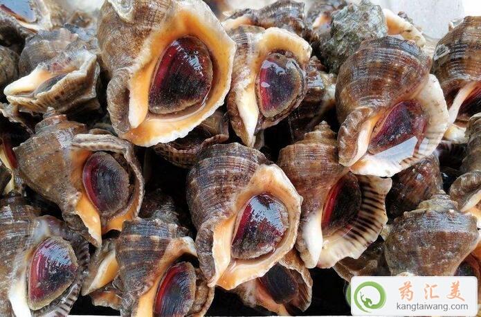 海螺和什么食物相克不能一起吃 海螺和什么食物相克不能一起吃